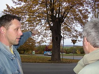 Bild: Linden sollen erneuert werden