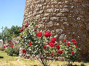 Bild: Berg der Blumen