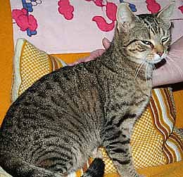 Bild: Tier sucht Mensch (1)