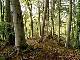 Bild: Wanderung durch das Harzfelder Holz