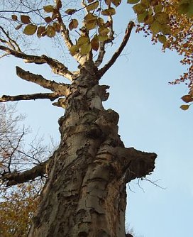 Urwald von morgen (Foto: privat)