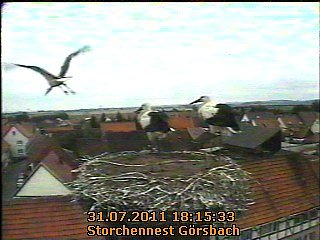 Erster Flug (Foto: A. Rzehak)