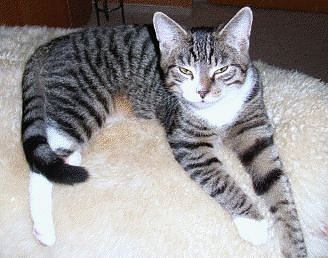 Bruno ist weg (Foto: privat)