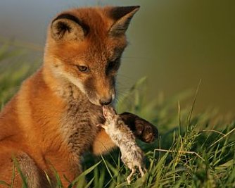 Fuchs mit Maus (Foto: privat)
