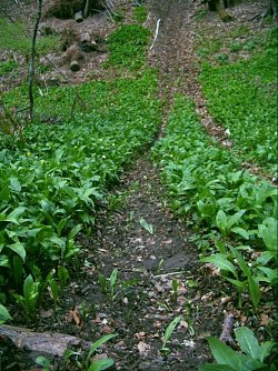 polzeimusikkorps (Foto: polizei)
