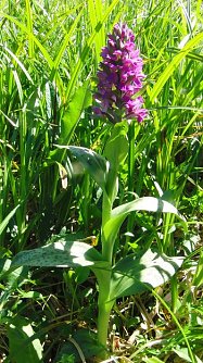 Seltene Art (Foto: B. Schwarzberg)