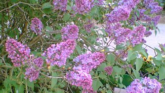 Volle Bl&uuml;tenpracht (Foto: Tabatt)