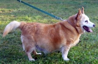 Moppel (Foto: C. Knust)