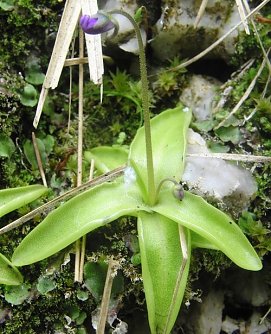 Gips-Fettkraut  (Foto: privat)