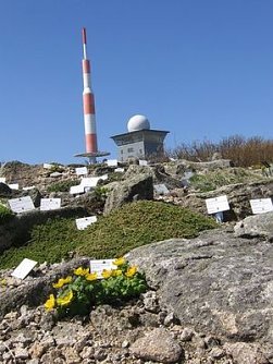 Saison im Brockengarten beginnt (Foto: G. Karste)