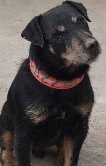 Haustiere erw&uuml;nscht, aber... (Foto: K. Frank)