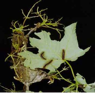 Sch&auml;dlinge (Foto: nnz)