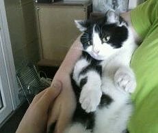 In gute H&auml;nde abzugeben (Foto: privat)