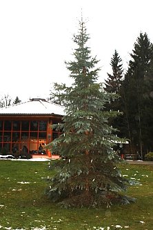 Der Weihnachtsbaum steht (Foto: Seifert)