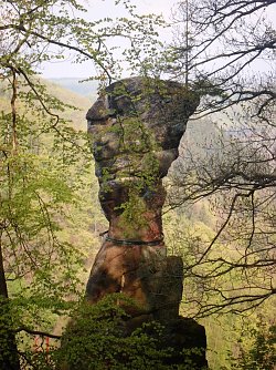 Der G&auml;nseschnabel (Foto: Ulrike Tuschy)