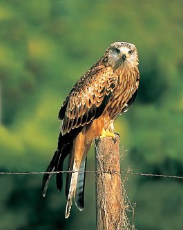 Rotmilan (Foto: M. Delpho)