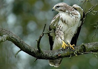 M&auml;usebussard (Foto: privat)