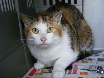 Gl&uuml;ckskatze (Foto: Tierhilfe)