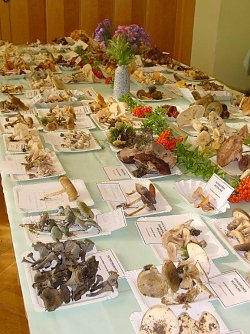 &Ouml;ffentliche Ausstellungen helfen, Speisepilze richtig zu erkennen (Foto: Kurt Frank)