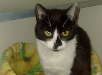 Ausgeb&uuml;chst (Foto: Tierschutz)