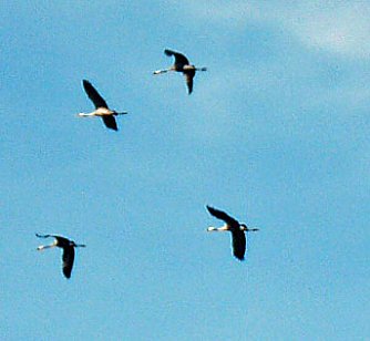 Kranichbeobachtungen am Stausee (Foto: Karl-Heinz Herrmann)