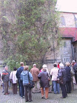 Hildesheimer Rose (Foto: J. Seifert)