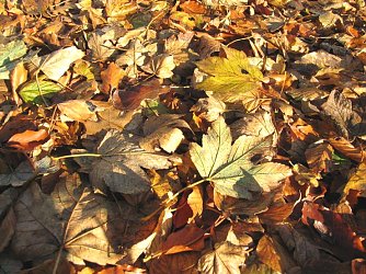 Gef&auml;hrliche Bl&auml;tter (Foto: psv)