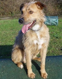 Spilky wartet auf ein neues Zuhause (Foto: nnz)