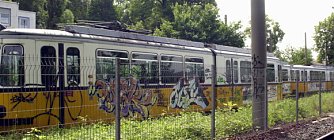 Schmierfinken (Foto: nnz)