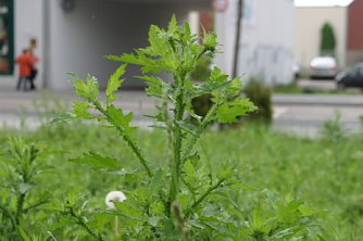 Sch&ouml;ner unsere St&auml;dte (Foto: nnz)