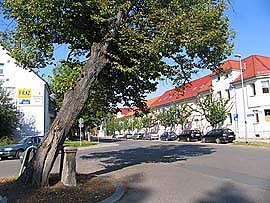 Leipziger Linde wird gef&auml;llt (Foto: nnz)