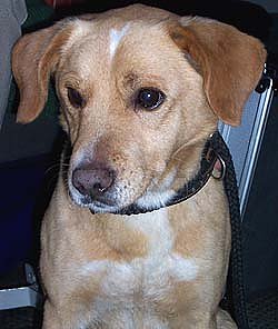 Tierisches Schicksal (Foto: nnz)