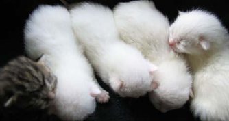 Namen gesucht  (Foto: nnz)