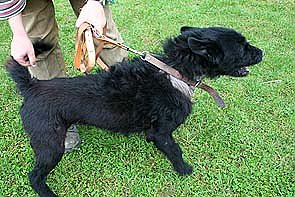 Tier sucht Mensch (3) (Foto: nnz)