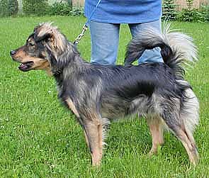 Tier sucht Mensch (9) (Foto: nnz)