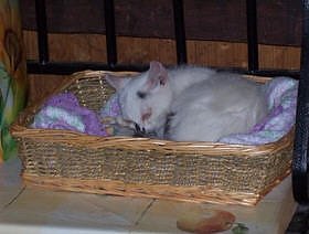 Brutaler Mord an Stubentigern (Foto: nnz)