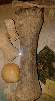 Eine Knochenprobe vom Kohnstein (Foto: Tim Sch&auml;fer)