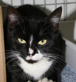 Suche Frauchen oder Herrchen (Foto: rh)