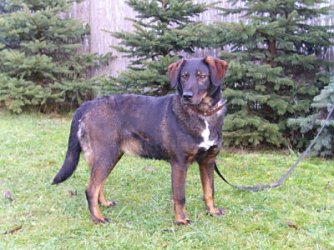 Gina (Foto: Tierheim)