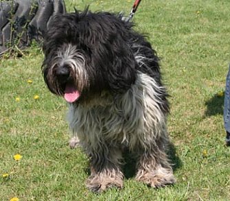 Sucht neue Zuhause (Foto: rh)