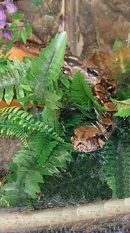 Eine Python aus dem "Fundus" (Foto: S. Dietzel)