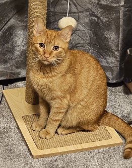 Katze Mio (Foto: Sandra Schmidt)