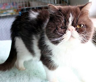 Suche neues Herrchen oder Frauchen (Foto: rh)