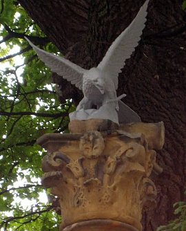 Der Adler (Foto: privat)