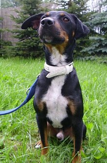 Pepe (Foto: Tierheim)