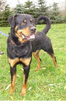 Leo (Foto: C. Knust)