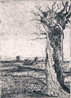 Flusslandschaft mit Weide (Foto: privat)