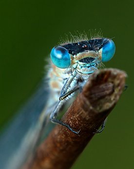 Bild: Libellenaugen