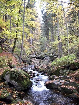 Bild: Frank Steingass, Nationalpark Harz