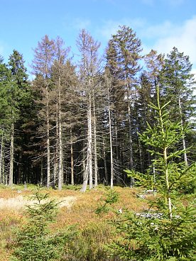 Bild: Durch Borkenk&auml;fer abgestorbene B&auml;ume sind aufgrund ihrer braunen Farbe gut zu erkennen. Frisch befallene B&auml;ume sind jedoch noch gr&uuml;n und oft nur f&uuml;r die Fachleute zu erkennen. Fotos: Nationalpark Harz